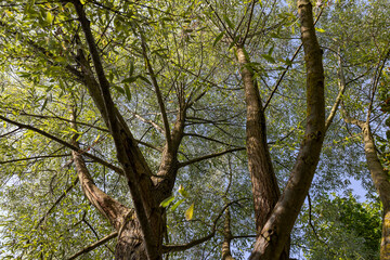 the willow tree in the summer in sunny weather