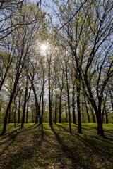 deciduous trees in the park in spring in sunny weather