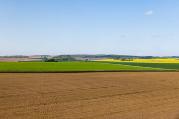 Obraz premium a yellow rapeseed field during the flowering period, green wheat and plowed brown earth
