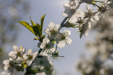 sunny weather in an orchard with cherries