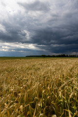 a field with ripening rye spikelets before a thunderstorm