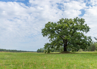 a lone oak tree growing in a field with green grass against a cloudy sky