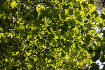 changing the color of the foliage of trees in the middle of summer