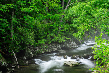 Spring trees in the Smokey Mountains 