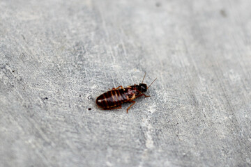 termites crawling on the cement floor