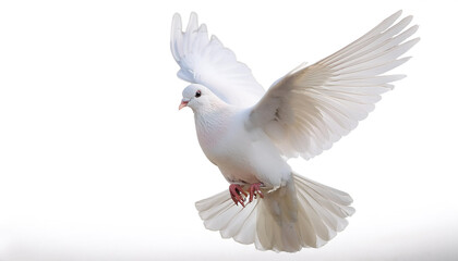 Obraz premium White Dove bird isolated white