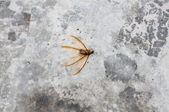 dead termites lying on the cement floor