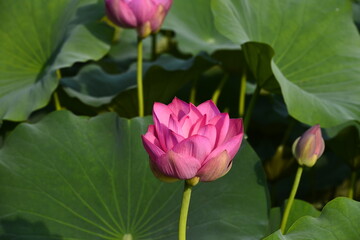 Blooming lotus flowers in the park