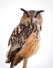 Naklejka premium a Owl bird isolated white