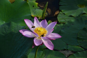 Blooming lotus flowers in the park