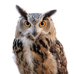 Obraz premium a Owl bird isolated white