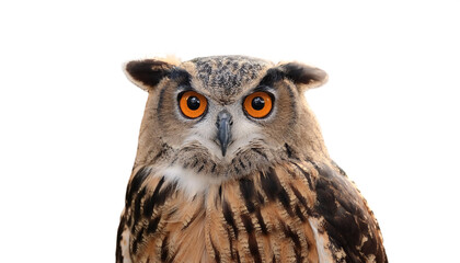 Obraz premium a Owl bird isolated white