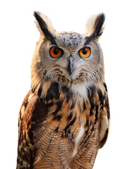 Obraz premium a Owl bird isolated white