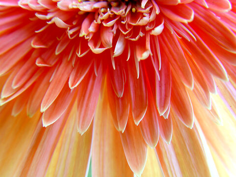 Gerbera color&eacute; corail-rose Pomponi Bonita