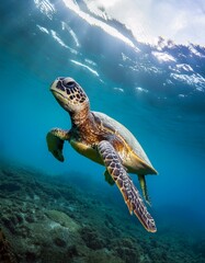 Obraz premium An endangered Sea Turtle cruises in the warm waters of the Ocean.
