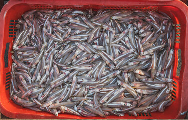 Freshly Caught Anchovies