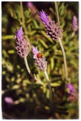 Lavender Plantation with a Ladybug