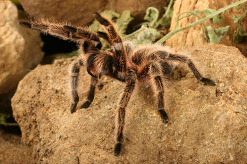 Chilean Rose Hair Tarantula (Grammostola rosea) preparing to strike. 