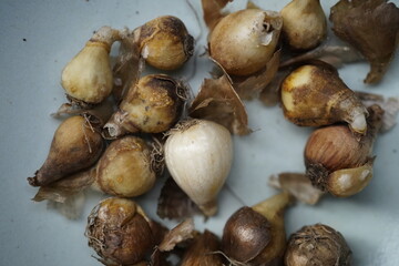 closeup image of bulbs from common snowdrop flowers (Galanthus nivalis)