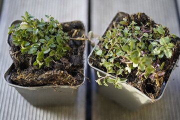 potted wild thyme (Thymus serpyllum) on wooden background