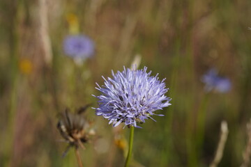 beautiful sheep's bit flowers (Jasione montana) grow on nutrient-poor soils