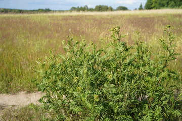 image of a tansy flower bush (Tanacetum vulgare)