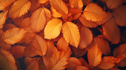 Fototapeta premium Autumn Leaves Background