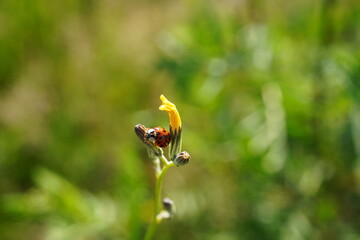 closeup of lady beetle sitting on a flower in a meadow