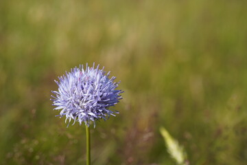 closeup of sheep's bit flower (Jasione montana)