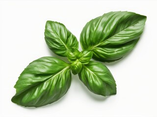 Fototapeta premium Fresh Basil Sprig: A vibrant, close-up shot of fresh basil leaves arranged in a symmetrical pattern, showcasing their deep green hue and delicate texture. 