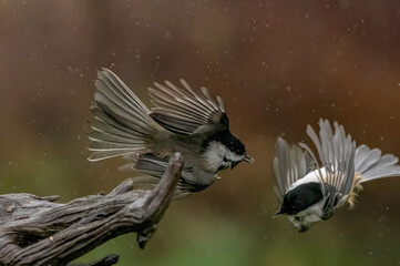 Chickadees fighting in rain