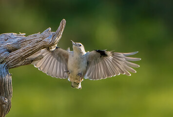 Nuthatch flying to perch