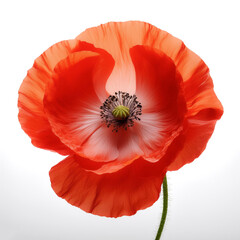 Fresh Poppy flower isolated white