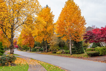 Neighbourhood of luxury houses in fall foliage with street road, big trees and nice landscape in Vancouver, Canada. Day time on November 2024.