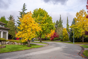 Neighbourhood of luxury houses in fall foliage with street road, big trees and nice landscape in Vancouver, Canada. Day time on November 2024.