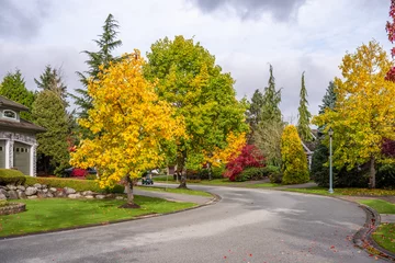 Neighbourhood of luxury houses in fall foliage with street road, big trees and nice landscape in Vancouver, Canada. Day time on November 2024.