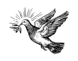 Obraz premium pigeon olive branch engraving black and white outline