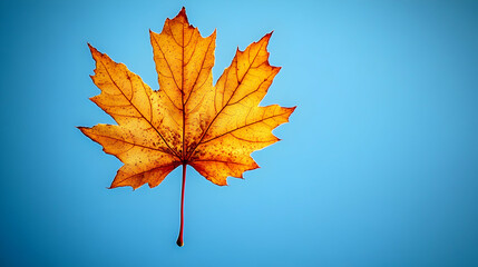 Fototapeta premium Single Dried Maple Leaf against a Vivid Blue Sky Background: Autumnal Photography