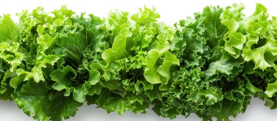 Obraz premium Close-Up of Fresh Green Lettuce
