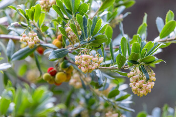 Fruits of Arbutus Unedo in autumn. Also called arbutus or strawberry tree, this tree produces small, edible red berries resembling strawberries.