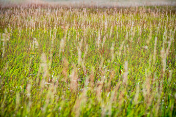 Vast grasslands in Badlands National Park near Wall South Dakota