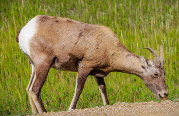 Bighorn sheep graze in the grasslands of Badlands National Park near Wall South Dakota