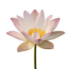 Fototapeta premium Fresh Lotus flower isolated white