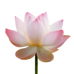Fresh Lotus flower isolated white