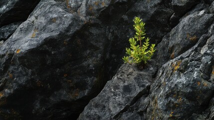 Lone green plant growing out of rocky terrain