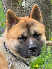 Portrait of American Akita puppy dog in front of summer flowers and a tree.  