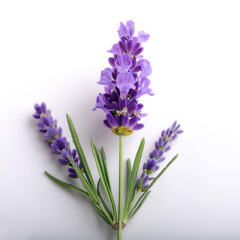 Obraz premium Fresh Lavender flower isolated white