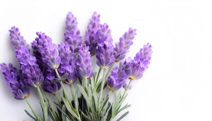 Fototapeta premium Fresh Lavender flower isolated white