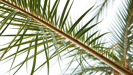 Close-up of a palm tree branch against a pristine white background, serene, vacation, beauty