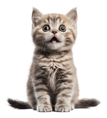 Fototapeta premium PNG Surprised kitten with wide eyes indoors